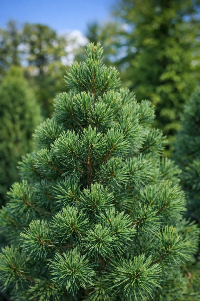  Сосна гнучка Вандервулф Пірамід